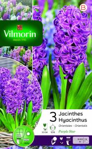 Jacinthe Purple Star (x3)